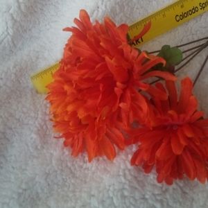 Orange Mums